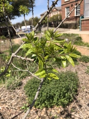 Zanthoxylum hirsutum