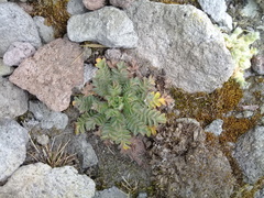 Potentilla richardii