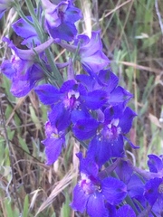 Delphinium hesperium