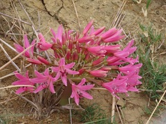 Brunsvigia bosmaniae
