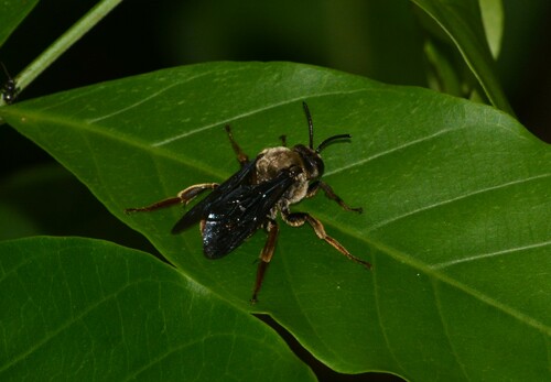 Rhathymus ater