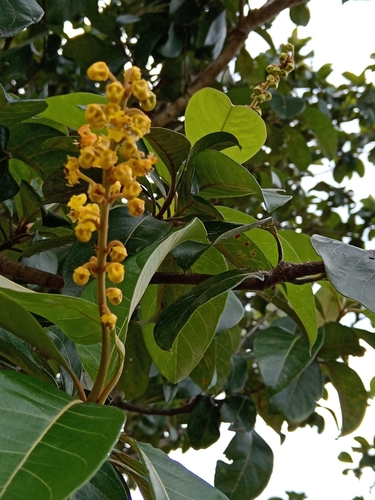 Byrsonima crassifolia