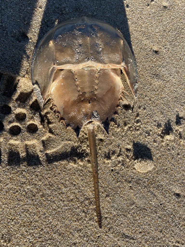 Atlantic Horseshoe Crab from Sandpiper Rd, Virginia Beach, VA, US on December 7, 2023 at 0256