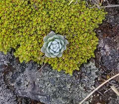 Draba nivicola
