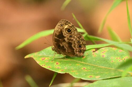 Bicyclus dubia