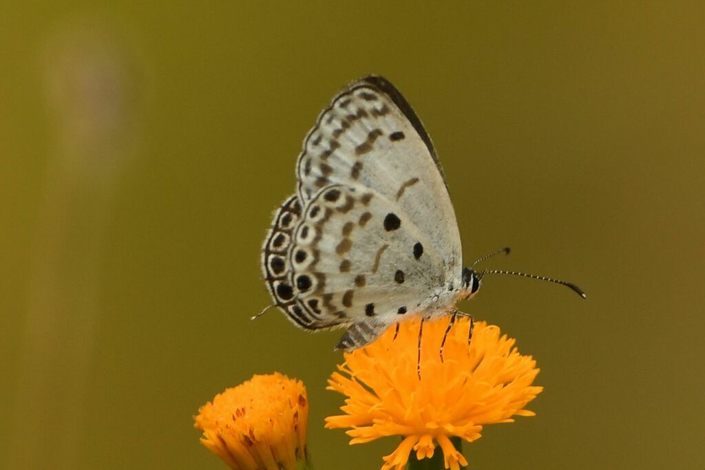 Thermoniphas alberici