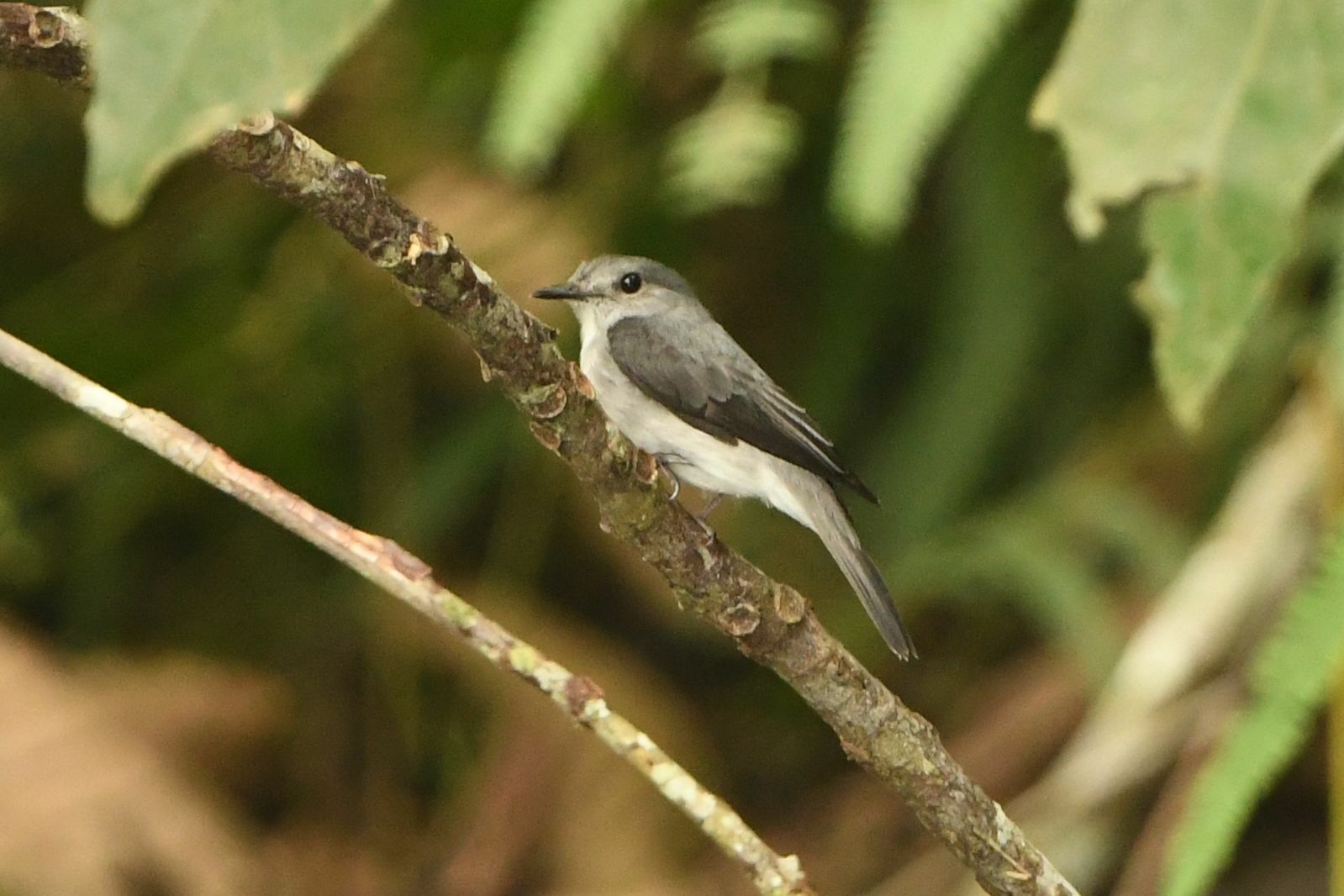 Cassin's Flycatcher (Muscicapa cassini), photo 3