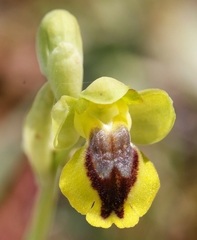 Ophrys lutea galilaea