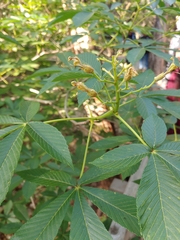 Aesculus pavia flavescens