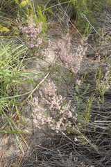 Erica uberiflora