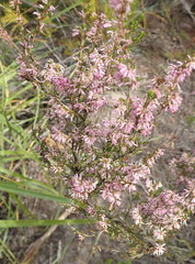 Erica uberiflora
