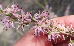 Erica uberiflora