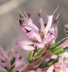 Erica uberiflora
