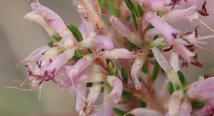 Erica uberiflora
