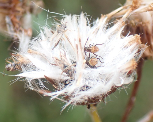 Image of Senecio ilicifolius by (c) Nicola van Berkel, some rights reserved (CC BY-SA)