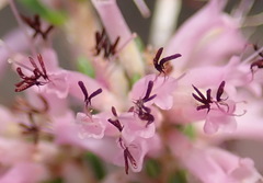 Erica uberiflora