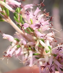 Erica uberiflora