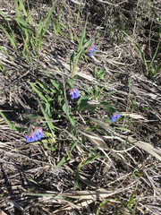 Mertensia oblongifolia