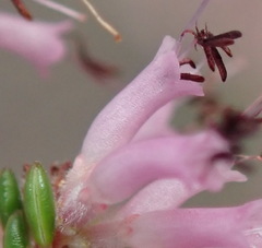 Erica uberiflora