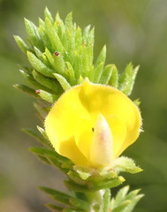 Aspalathus opaca opaca