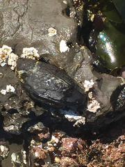 Mytilus californianus