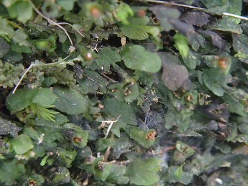 Didymoglossum beaverianum image