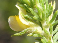 Aspalathus opaca opaca