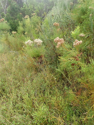 Image of Berzelia intermedia by (c) Nicola van Berkel, some rights reserved (CC BY-SA)