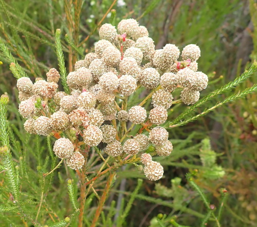 Image of Berzelia intermedia by (c) Nicola van Berkel, some rights reserved (CC BY-SA)