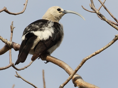 Sickle-billed Vanga