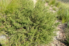 Aspalathus opaca opaca