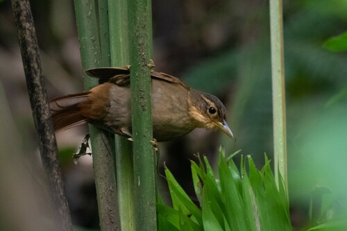 Fawn-throated Foliage-gleaner (Automolus cervinigularis), photo 7