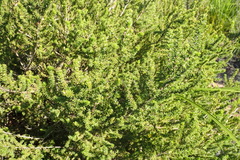 Aspalathus opaca opaca