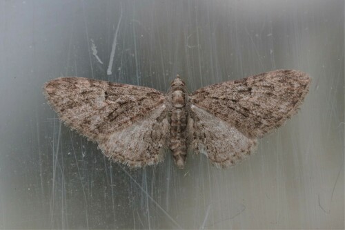 Brindled Pug, Ede, Nederland, photo 10 of 10