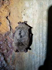 Myotis austroriparius