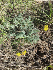 Lomatium foeniculaceum