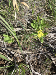 Lomatium triternatum