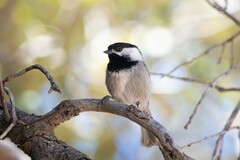 Mexican Chickadee photo 2