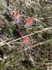 Castilleja chromosa