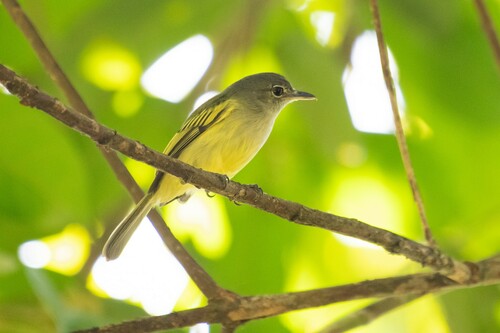 Yellow-winged Flatbill (Tolmomyias flavotectus), photo 6