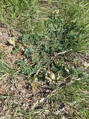 Astragalus cibarius