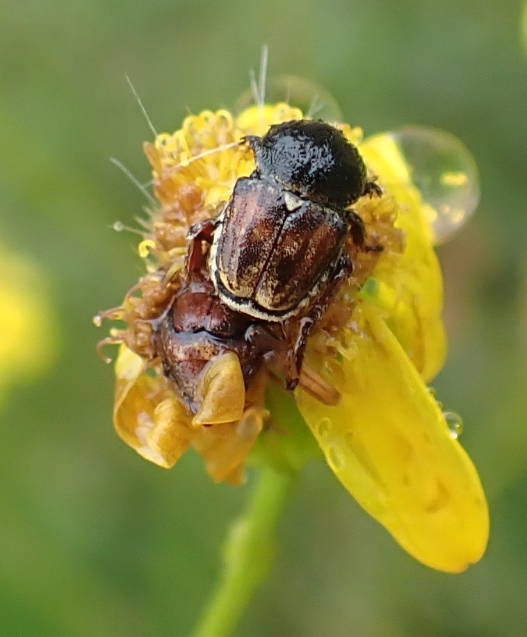 Monkey Bee Insect Monkey Beetles from Covie Trail, Garden Route District Municipality ...