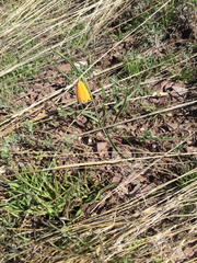 Fritillaria pudica