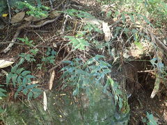 Asplenium petiolulatum