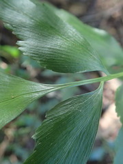 Asplenium petiolulatum
