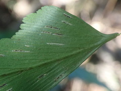 Asplenium petiolulatum