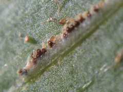 Asplenium petiolulatum