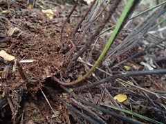 Asplenium petiolulatum
