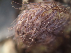 Asplenium petiolulatum