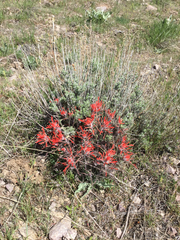 Castilleja chromosa